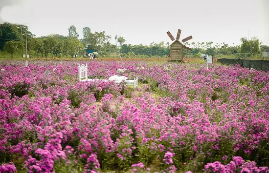 Các Vườn Hoa Đẹp Ở Hà Nội Là Gì? Các Vườn Hoa Đẹp Ở Hà Nội Là Gì?