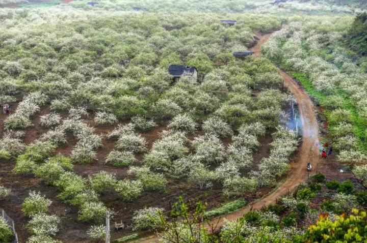 Khám Phá Nét Đẹp Lãng Mạn Vườn Hoa Mận Đẹp Ở Mộc Châu Với Đồi Hoa Mận Bao Phủ Khám Phá Nét Đẹp Lãng Mạn Vườn Hoa Mận Đẹp Ở Mộc Châu Với Đồi Hoa Mận Bao Phủ