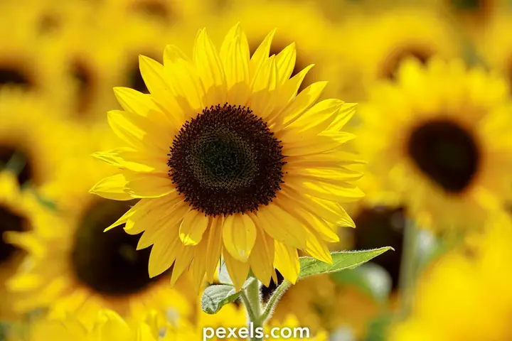 Hàng Ngàn Hình Ảnh Vườn Hoa Hướng Dương Đẹp Được Chia Sẻ Miễn Phí Hàng Ngàn Hình Ảnh Vườn Hoa Hướng Dương Đẹp Được Chia Sẻ Miễn Phí
