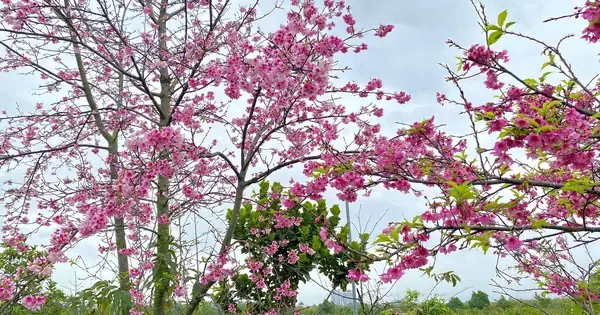 Khám Phá Vườn Hoa Đẹp Ở Hải Phòng Với Những Loài Hoa Hiếm Đang Được Bảo Tồn Khám Phá Vườn Hoa Đẹp Ở Hải Phòng Với Những Loài Hoa Hiếm Đang Được Bảo Tồn