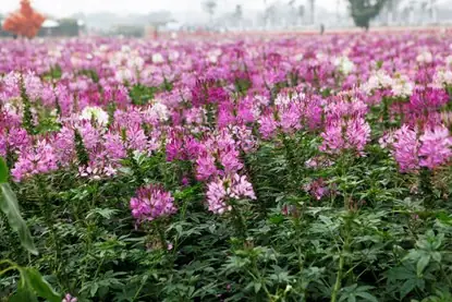 Các Vườn Hoa Đẹp Ở Hà Nội Là Gì? Các Vườn Hoa Đẹp Ở Hà Nội Là Gì?