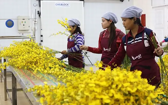 Hoa Lan Tới Chân Trời Mới Hoa Lan Tới Chân Trời Mới