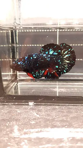 Betta Tú Huỳnh