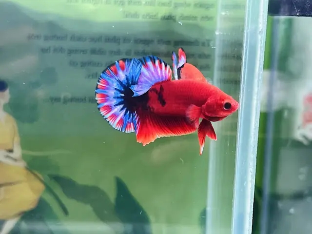Thảo Betta Pluss
