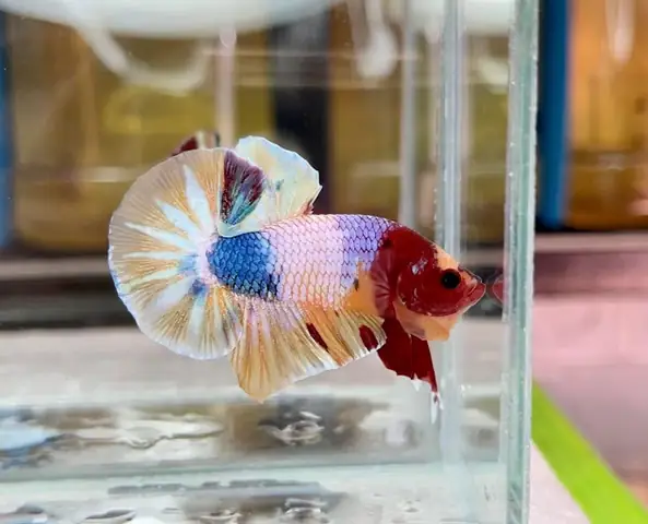 Cửa Hàng Cá Betta Cần Thơ