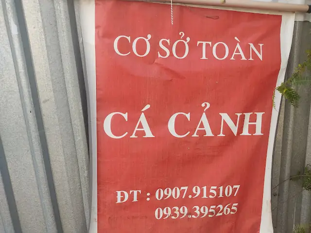 Top 21+ Cửa Hàng Cá Cảnh Cần Thơ Uy Tín Cho Người Yêu Thủy Sinh Cửa Hàng Cá Cảnh Toàn