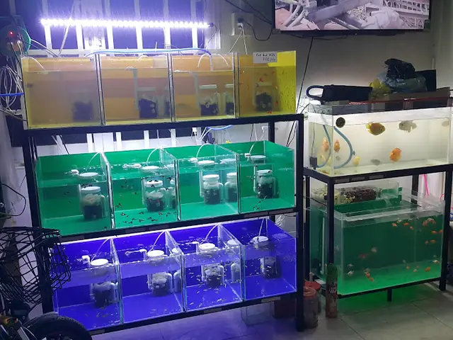 Cửa Hàng Cá Cảnh Huỳnh Huy