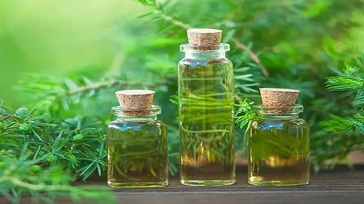 Tinh Dầu Tràm Có Màu Gì Mới Là Chuẩn? Tinh Dầu Tràm Có Màu Gì Mới Là Chuẩn?