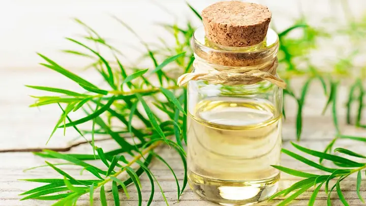 Tinh Dầu Tràm Là Gì? Tinh Dầu Tràm Là Gì?