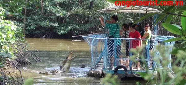 Tour Du Lịch Rừng Ngập Mặn Vàm Sát Cần Giờ Giá Rẻ: Cần Giờ Tourist