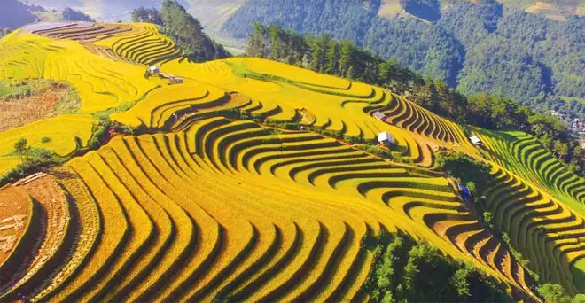 Ruộng Bậc Thang Là Gì? Ruộng Bậc Thang Thường Được Làm Ở Đâu? Ruộng Bậc Thang Là Gì? Ruộng Bậc Thang Thường Được Làm Ở Đâu?