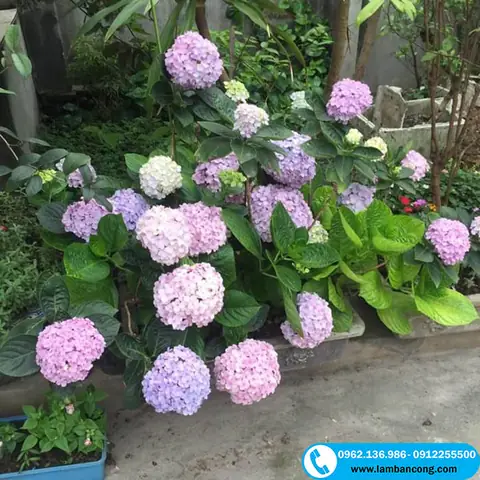 Hoa Cẩm Tú Cầu Hoa Cẩm Tú Cầu