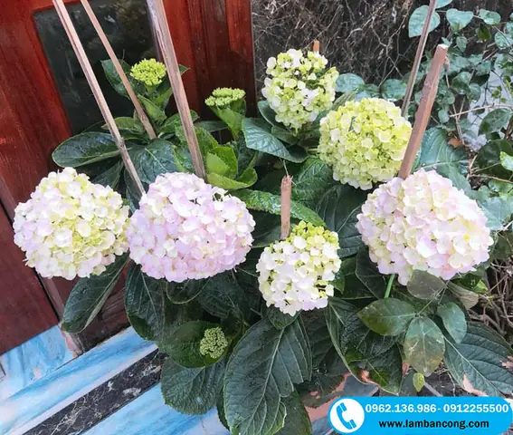 Đặc Điểm Của Hoa Cẩm Tú Cầu Đặc Điểm Của Hoa Cẩm Tú Cầu
