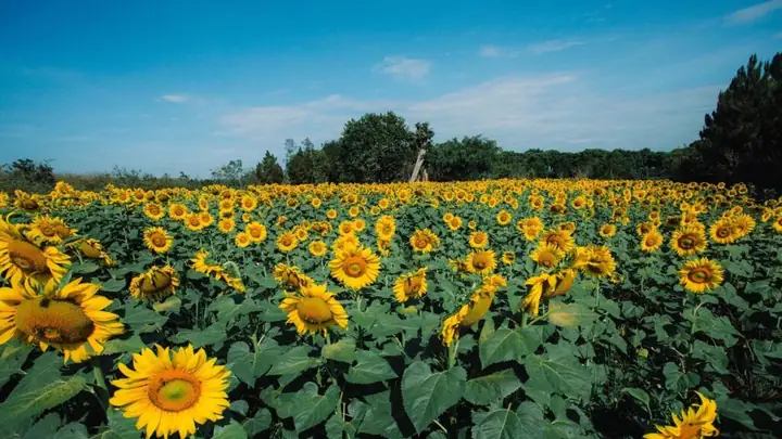 Vườn Hoa Hướng Dương Dalat Milk Farm