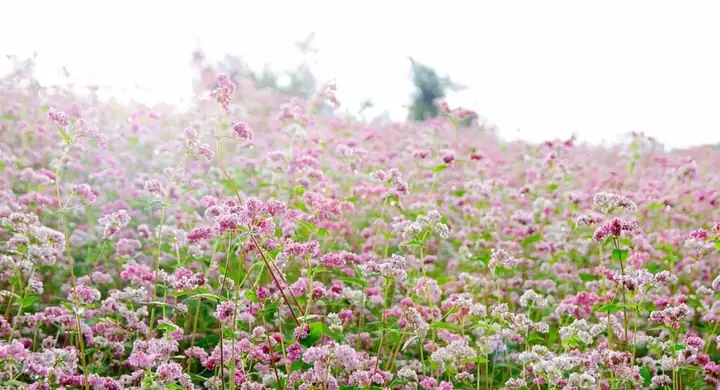 Vườn Hoa Tam Giác Mạch Tà Nung