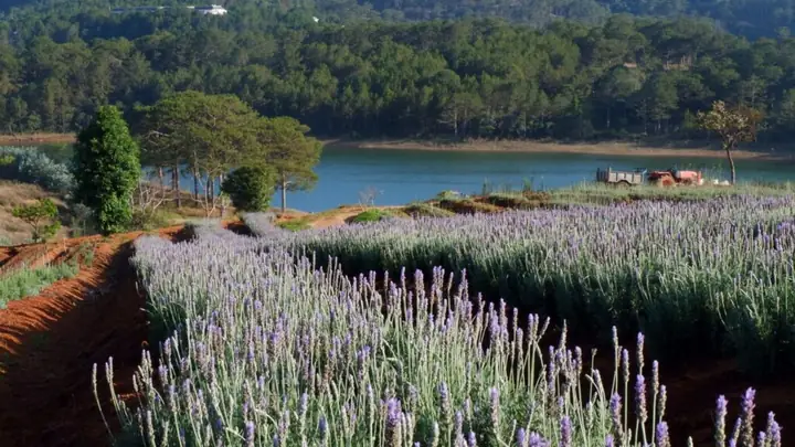 Vườn Hoa Lavender Hồ Tuyền Lâm