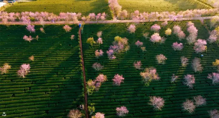 Vườn Hoa Anh Đào Đà Lạt