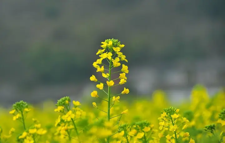 Vườn Hoa Cải Vàng, Cải Trắng Ở Huyện Đơn Dương