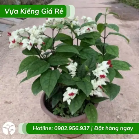 Hoa Trinh Nữ Nở Vào Mùa Nào