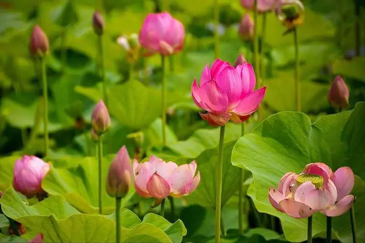Nếu Bạn Muốn Được Cảm Giác Ngồi Giữa Cánh Đồng Sen Hồng Rộng Bao La, Và Thưởng Thức Món Đặc Sản Cây Nhà Lá Vườn Đậm Chất Miền Tây, Khu Du Lịch Sinh Thái Đồng Sen Tháp Mười Sẽ Không Làm Bạn Thất Vọng.