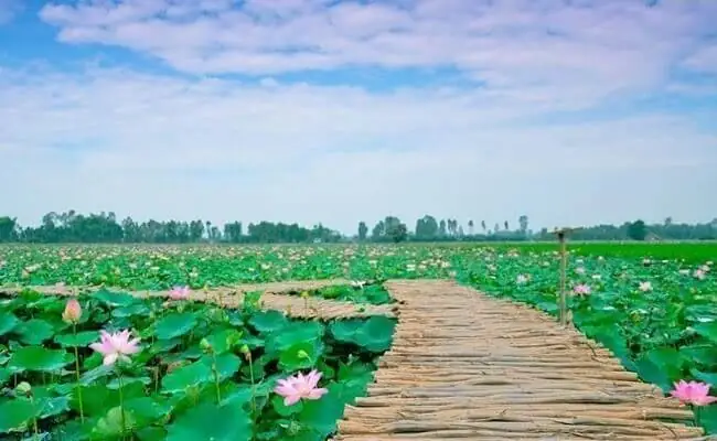 Nếu Bạn Muốn Được Cảm Giác Ngồi Giữa Cánh Đồng Sen Hồng Rộng Bao La, Và Thưởng Thức Món Đặc Sản Cây Nhà Lá Vườn Đậm Chất Miền Tây, Khu Du Lịch Sinh Thái Đồng Sen Tháp Mười Sẽ Không Làm Bạn Thất Vọng.