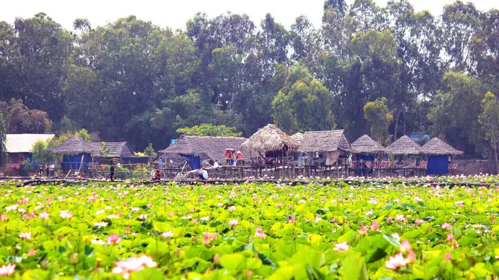 Nếu Bạn Muốn Được Cảm Giác Ngồi Giữa Cánh Đồng Sen Hồng Rộng Bao La, Và Thưởng Thức Món Đặc Sản Cây Nhà Lá Vườn Đậm Chất Miền Tây, Khu Du Lịch Sinh Thái Đồng Sen Tháp Mười Sẽ Không Làm Bạn Thất Vọng.