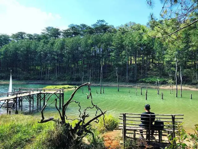 Rừng Lá Phong Ở Đà Lạt