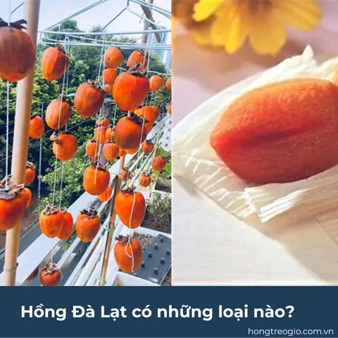 Hồng Đà Lạt Có Những Loại Nào? Hồng Đà Lạt Có Những Loại Nào?