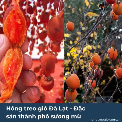 Cây Hồng Treo Gió Đà Lạt – Đặc Sản Thành Phố Sương Mù Cây Hồng Treo Gió Đà Lạt – Đặc Sản Thành Phố Sương Mù
