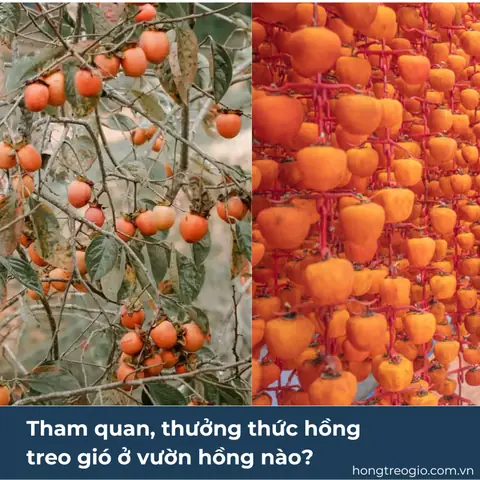 Bạn Có Thể Tham Quan Và Thưởng Thức Hồng Treo Gió Ở Vườn Hồng Nào? Bạn Có Thể Tham Quan Và Thưởng Thức Hồng Treo Gió Ở Vườn Hồng Nào?