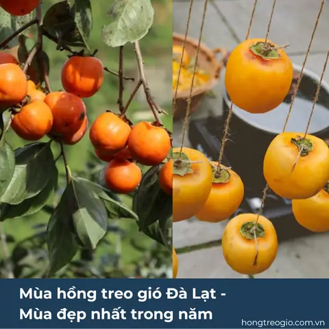 Mùa Hồng Treo Gió Đà Lạt – Mùa Đẹp Nhất Trong Năm Mùa Hồng Treo Gió Đà Lạt – Mùa Đẹp Nhất Trong Năm