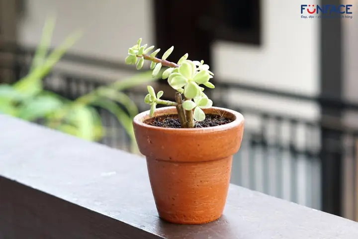 Cây Cảnh Mini Cây Cảnh Mini