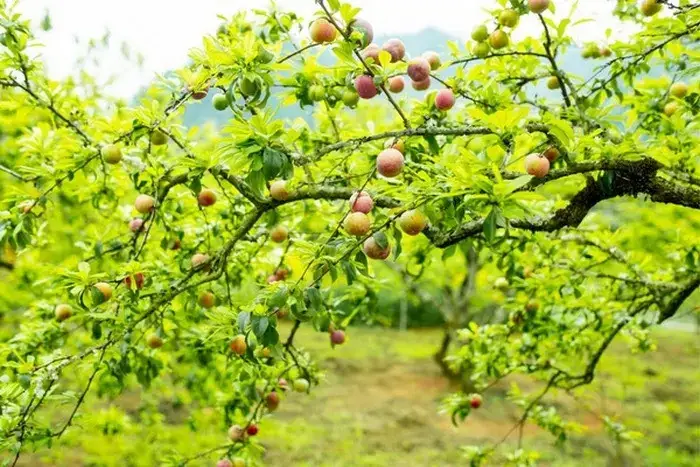 Mộc Châu - Thiên Đường Nghỉ Dưỡng Mộc Châu - Thiên Đường Nghỉ Dưỡng