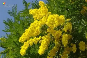 Những Điều Bí Ẩn Về Loài Hoa Mimosa - Loài Hoa Đặc Trưng Của Xứ Sở Sương Mù