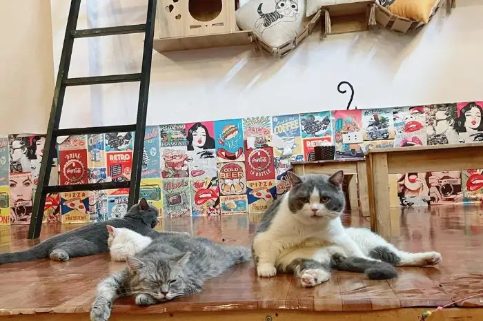 Review Cat’s House Review Cat’s House
