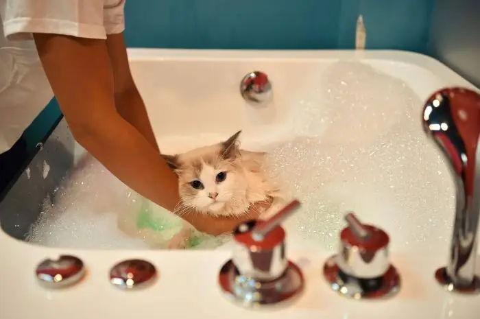 Review Pet Island Review Pet Island