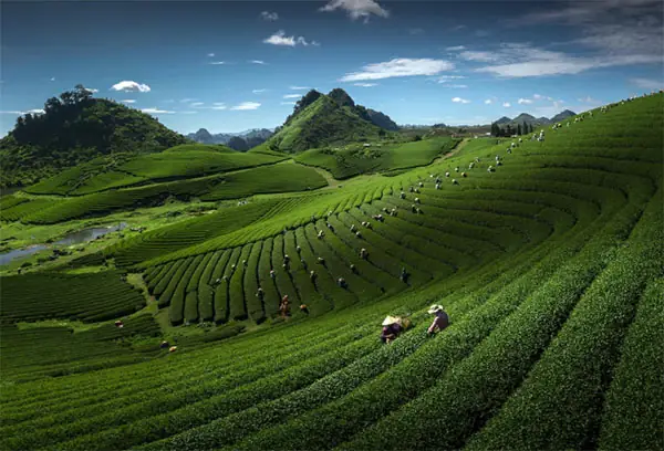 Tour Du Xuân 2025 Mộc Châu - Mai Châu
