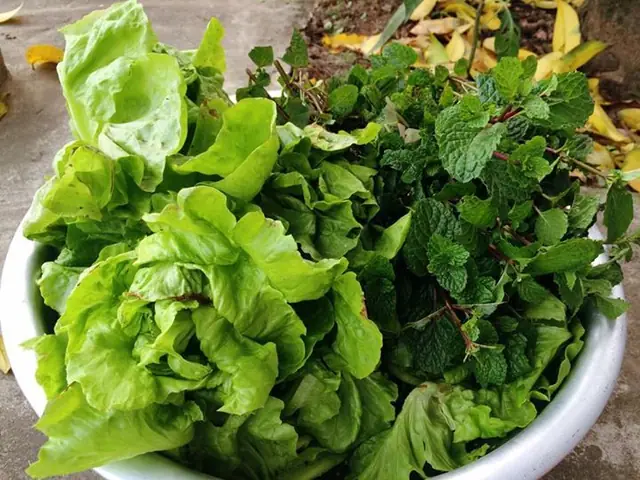 Bún Đậu Mắm Tôm Và Rau Tía Tô Bún Đậu Mắm Tôm Và Rau Tía Tô