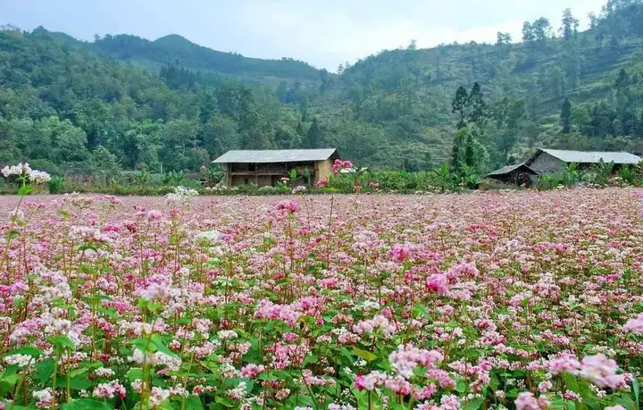Hà Giang: Mùa Hoa Tam Giác Mạch Tuyệt Sắc