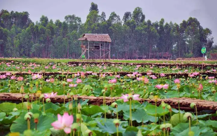 Đồng Tháp Mười (đồng Tháp): Mùa Sen Thơm Ngát