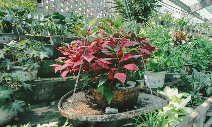 Chiêm Ngưỡng Hệ Thực Vật Phong Phú