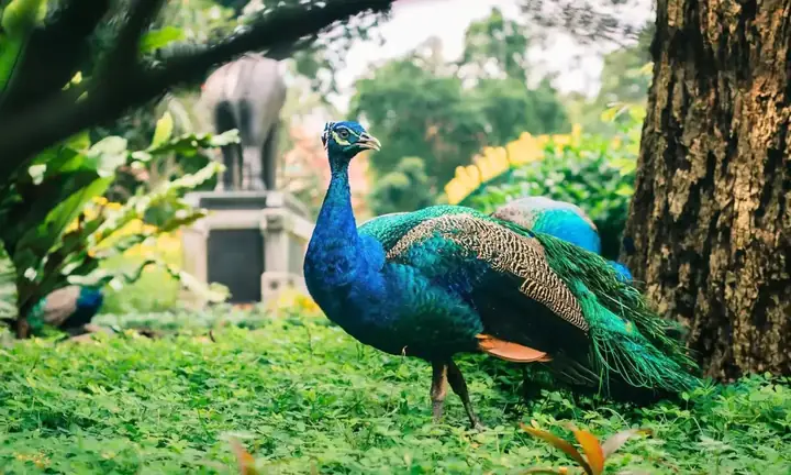 Khám Phá Hàng Nghìn Động Vật Quý Hiếm