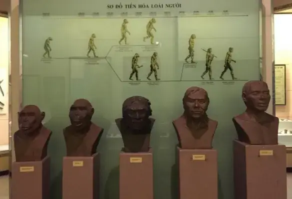 The National Museum Of Vietnamese History