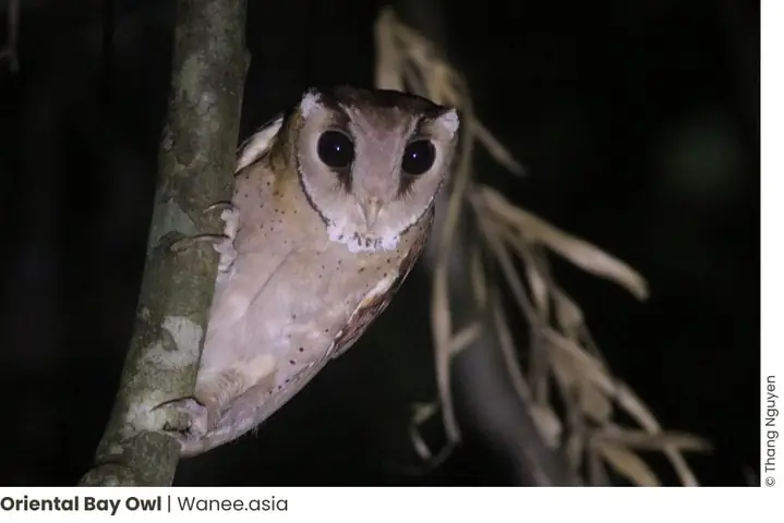 Bird Highlights Around Ho Chi Minh City: