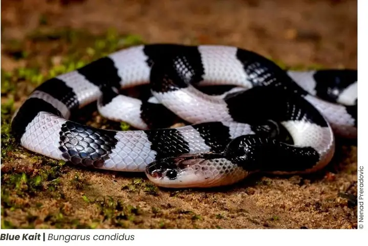Notable Reptiles: