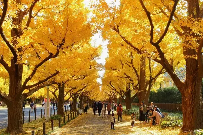Công Viên Meiji Jingu Gaien