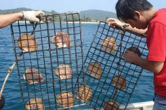 Nên Tham Quan Trung Tâm Nuôi Cấy Ngọc Trai Phú Quốc Thời Gian Nào?