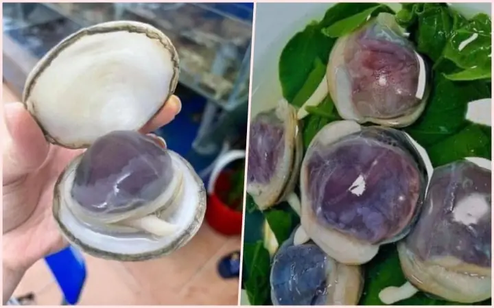 Con Ngán Bao Nhiêu Tiền 1kg Con Ngán Bao Nhiêu Tiền 1kg
