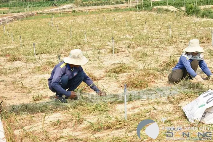 Du Lịch Lý Sơn Và Cái Tên” Vương Quốc Tỏi”