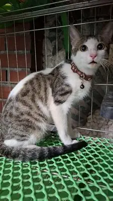 Các Tổ Chức Cứu Trợ Động Vật